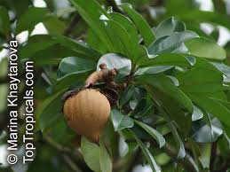 Image result for Pentadesma