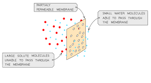 To take something in, especially gradually: Osmosis Cie Igcse Biology Revision Notes