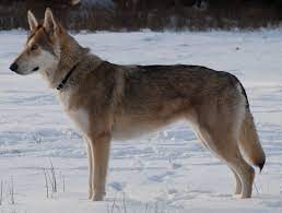 Er braucht ein haus idealerweise am waldrand mit. Saarlooswolfhund Wikipedia