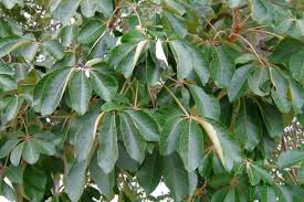 Image result for Schinziophyton rautanenii