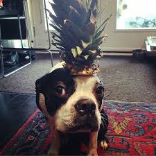 An imbalanced diet, or improper use of how much pineapple can dogs eat? What Exotic Fruits Can Dogs Eat