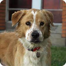 Houston Tx Golden Retriever Australian Shepherd Mix Meet Baylor A Dog For Adoption Golden Retriever Australian Shepherd Mix Golden Retriever Dog Adoption