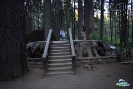 Calaveras Big Trees State Park Utah S Adventure Family