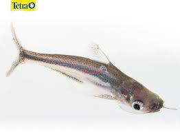 iridescent shark catfish aka the pangasius catfish this fish will need a large tank in the wild they have been known to grow catfish aquarium fish fish