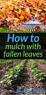 how to mulch with fallen leaves how to mulch your garden how to use leaves as mulch leaf mulch how to use mulch how to mulch garden mulch leaf mulch