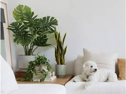 Maybe you would like to learn more about one of these? 12 Best Places To Buy Fake Plants Online In 2021