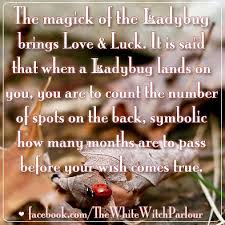Ladybug Symbolism Meaning Metaphysical Magickal Magick White Witch Nature Spells Book Of Shadows Love Light Magick Spirit Guides Ladybug Meaning