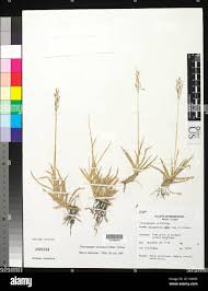 Image result for Chrysopogon