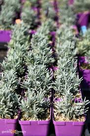 Image result for lavender cuttings