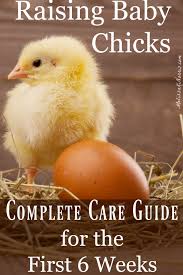Raising Baby Chicks Beginners Guide For The First 6 Weeks