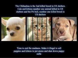 Speak Up Speak Out It Is Shamefully Unconscionable That While Thousands Of Companion Animals Are Being Killed Each Every Day Through Puppies Kittens Pets