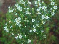 Image result for Coleotrype natalensis