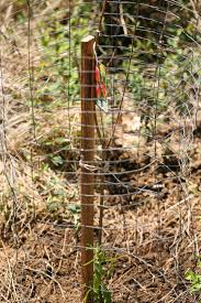 So, obviously, she was pretty helpful. How To Plant Fruit Trees Lady Lee S Home