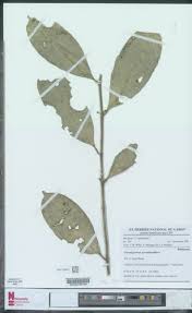 Image result for Craterispermum