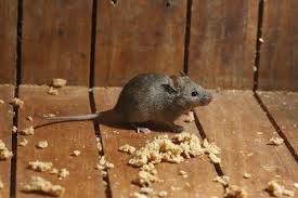 The Best Way To Keep Mice Out Of Campers Mice Control Mice Repellent Rodents