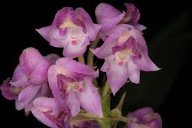 Image result for Polystachya fabriana