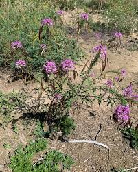 Image result for Cleome angustifolia