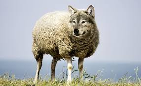 Find the perfect wolf stock photos and editorial news pictures from getty images. Download Free Photo Of Wolf In Sheep S Clothing Wolf Sheep Sheepskin Wool From Needpix Com