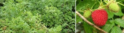 Image result for Rubus rosifolius