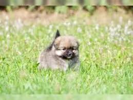 Restrutturata nel 2013, questa bellissima villetta a schiera, gode di: Annunci Cani Da Caccia In Regalo Annunci Net