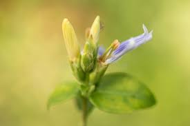 Image result for Sclerochiton harveyanus