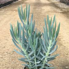 Image result for Senecio forbesii