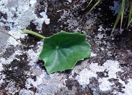 Image result for Senecio milanjianus