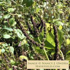 Image result for Ottelia cylindrica