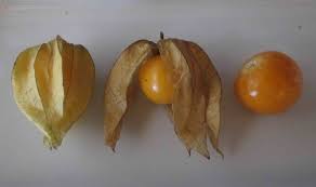 Image result for Physalis angulata