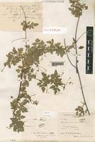 Image result for Cardiospermum corindum