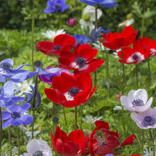 The anemone coronaria is israel's national flower and one of the most beloved flowers in israel, mainly because of its beauty and majesty and strong red color. Anemone Coronaria De Caen Fluwel