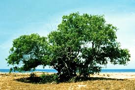 Image result for Acacia kamerunensis