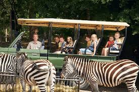 Ga op safari door de natuur en kom oog in oog te staan met wilde dieren. Gamedrive Safaripark Beekse Bergen Picture Of Beekse Bergen Safari Park Hilvarenbeek Tripadvisor