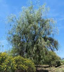 Shoestring acacia in hot, dry climates and arizona and california. Growing Acacia Stenophylla Shoestring Acacia