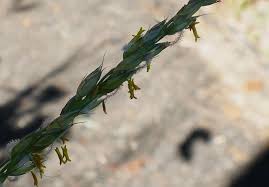 Image result for Alloteropsis semialata