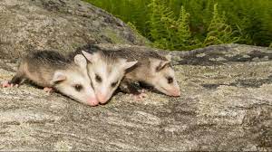 Abd » new york » westchester county » peekskill ». Possum Removal Westchester New York Chaos Wildlife Of Westchester