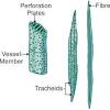 What is a plant cell. 3