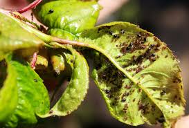 I have 27 fruit trees in my orchard this year was my best year for cherrie,s having trouble with birds so built steel piped frame 8mtx40mtx3.6 high covered with 30mil chuck wire,sick. Cherry Aphids Garden Pests Diseases Gardening Tips Thompson Morgan