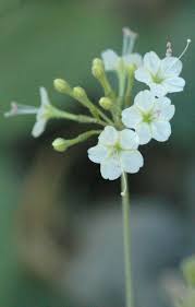 Image result for Commicarpus plumbagineus