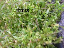 Image result for Montia fontana