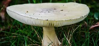 Best mushroom identifier app iphone. Watch Out Amateur Mushroom Hunters Death Caps Are Nothing To Mess With Invisiverse Wonderhowto