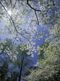 Dogwood tree with white flowers in spring. White Flowering Dogwood Trees In Bloom Kentucky Usa Photographic Print Adam Jones Allposters Com In 2021 Dogwood Trees Longwood Gardens Dogwood