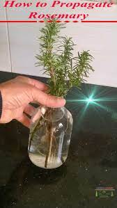 How To Propagate Rosemary In Water Propagate Rosemary Rosemary Plant Propagating Plants