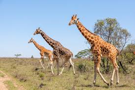 A Complete Guide To African Safaris For Solo Travellers