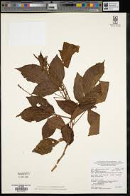 Image result for Allophylus fulvotomentosus