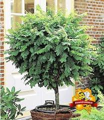 Kugel Akazie 1 Pflanze Gunstig Online Kaufen Mein Schoner Garten Shop In 2020 Pflanzen Gartenkugeln Gartenbrucken