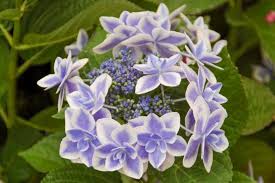 Image result for Hyparrhenia gazensis