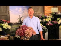 Magical Four Seasons Wie Trockne Ich Die Blute Einer Hortensie Youtube Hortensien Flora Garten Hortensien Trocknen