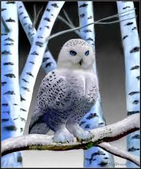Beautiful White Owl Art Never Saw A Real Owl With Blue Eyes Have You Animals Beautiful Owl Owl