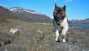 They are known for looking like a bear cub! A Guide To Owning A German Shepherd Akita Corgi Mix Healthy Homemade Dog Treats